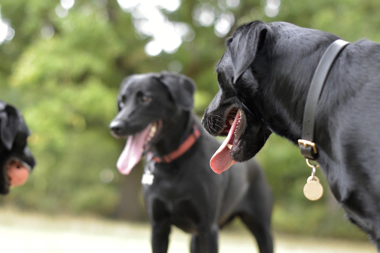 Understanding the Playful Nature of Dachshunds